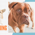 The Ultimate Guide to Dog Training: Tips, Tricks, and Essential eBooks